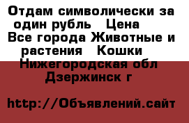 Отдам символически за один рубль › Цена ­ 1 - Все города Животные и растения » Кошки   . Нижегородская обл.,Дзержинск г.